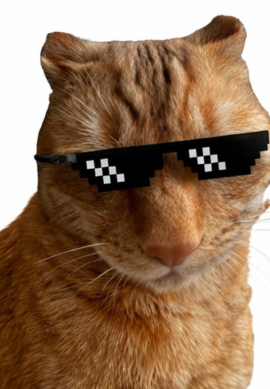 Brush Jjaemu cat brushing game orange cat reaction